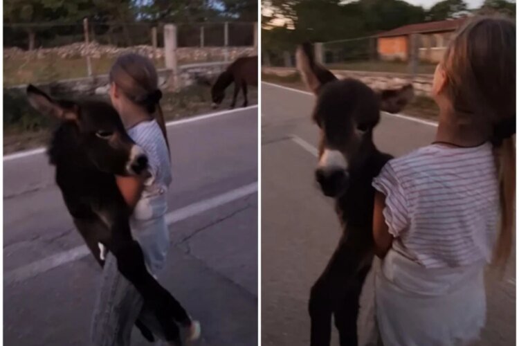 Slobodna Dalmacija – VIDEO What a meltdown! A small load has arrived in the family, you have to see the happiness of this little girl. Yes, there is more of this…