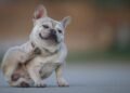 Dog and itch: When it’s innocent and when it’s worrisome