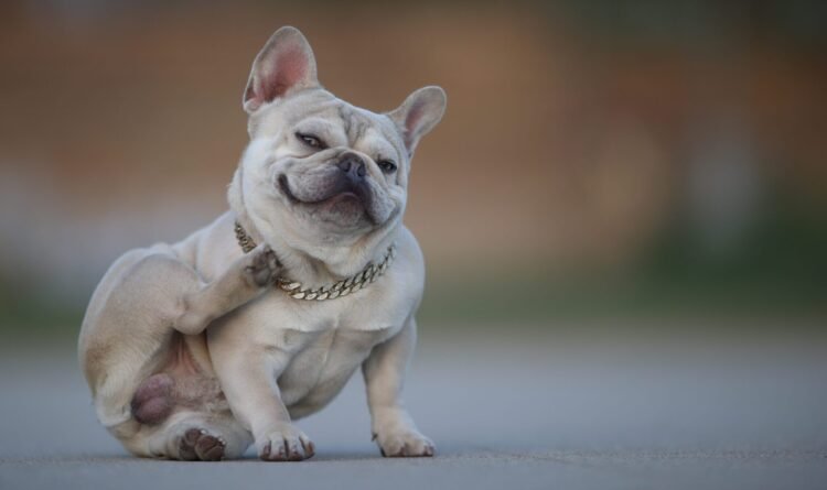 Dog and itch: When it’s innocent and when it’s worrisome