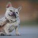 Dog and itch: When it’s innocent and when it’s worrisome