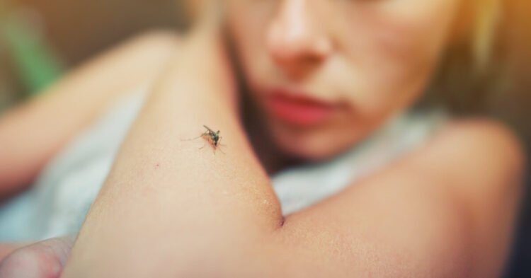 The deadly disease returns with travelers: 10 cases of malaria were recorded in Lithuania last year
