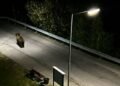 Unbelievable. The bear was walking right between the apartment buildings. The conservationists are already registering 260 reports – Regions – Reports