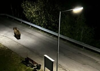 Unbelievable. The bear was walking right between the apartment buildings. The conservationists are already registering 260 reports – Regions – Reports