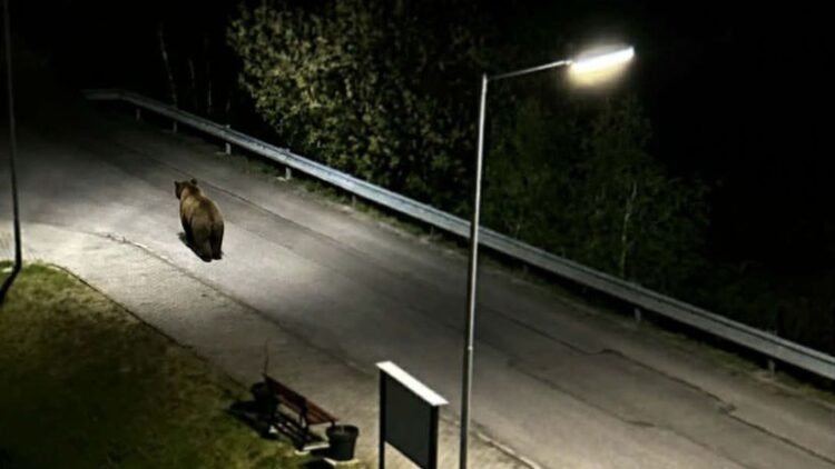 Unbelievable. The bear was walking right between the apartment buildings. The conservationists are already registering 260 reports – Regions – Reports