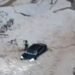 Extreme weather in Turkey: hail taken with the excavator from the streets of some cities in the south and east of the country VIDEO