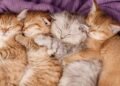Newborn Kittens: Incredible Information Few Know