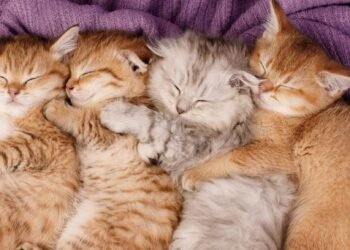 Newborn Kittens: Incredible Information Few Know