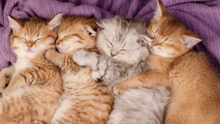 Newborn Kittens: Incredible Information Few Know