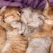 Newborn Kittens: Incredible Information Few Know