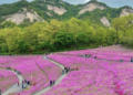 Festivals, sights across Korea – The Korea Herald