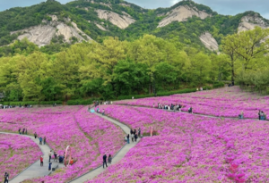 Festivals, sights across Korea – The Korea Herald