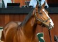 The $10.5 million horse: Why owners are willing to drop big money in search of a Kentucky Derby win