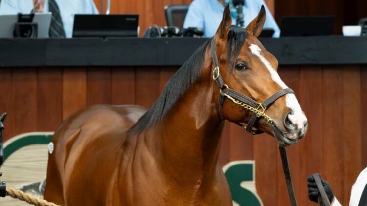 The $10.5 million horse: Why owners are willing to drop big money in search of a Kentucky Derby win