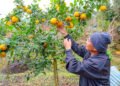 Taiwanese citrus jam garners multiple awards