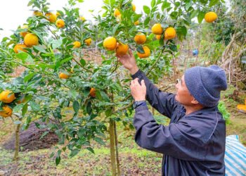 Taiwanese citrus jam garners multiple awards
