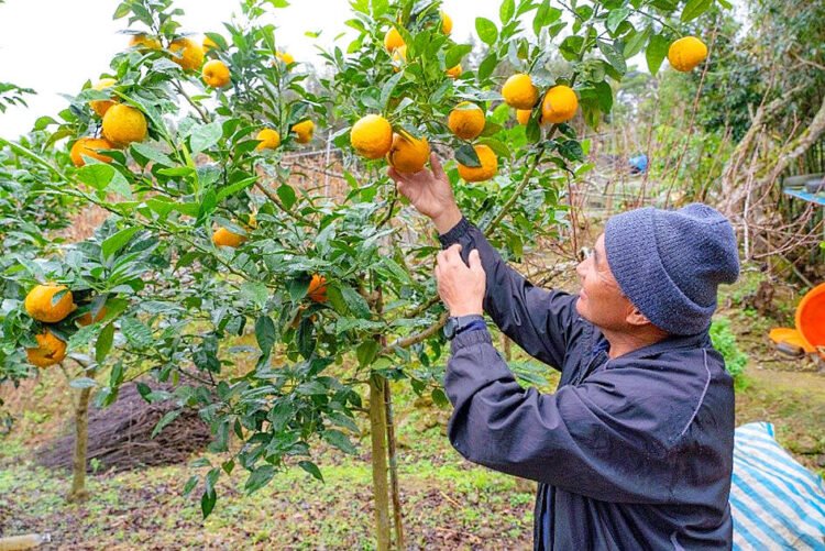 Taiwanese citrus jam garners multiple awards