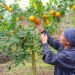 Taiwanese citrus jam garners multiple awards