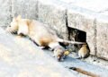 Defend your homes against rats: ministry