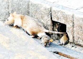 Defend your homes against rats: ministry
