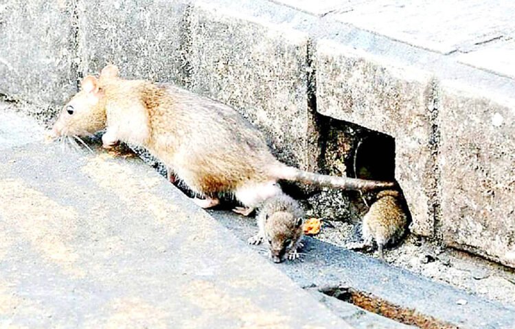 Defend your homes against rats: ministry
