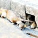 Defend your homes against rats: ministry