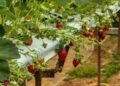 Strawberry Fields Gear Up for Pick-Your-Own Harvest
