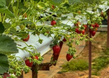 Strawberry Fields Gear Up for Pick-Your-Own Harvest