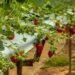 Strawberry Fields Gear Up for Pick-Your-Own Harvest