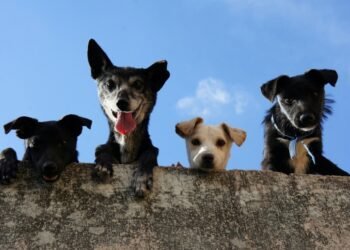 Responsible Pet Ownership Day Returns to Rex Animal Island in Budapest