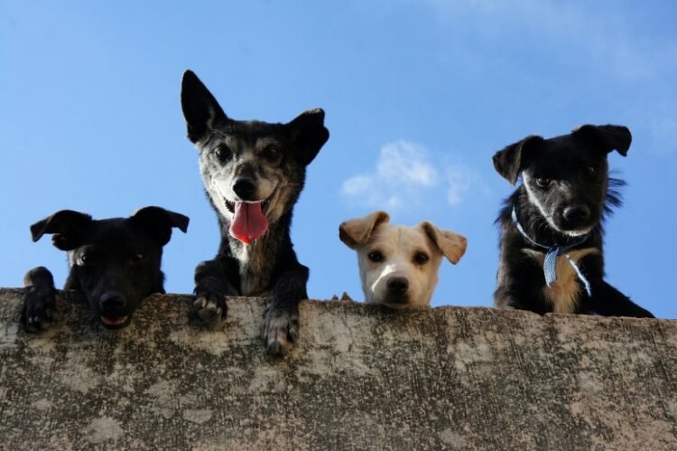 Responsible Pet Ownership Day Returns to Rex Animal Island in Budapest