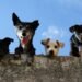 Responsible Pet Ownership Day Returns to Rex Animal Island in Budapest
