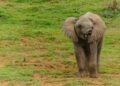 Young Elephant Samu Celebrates 5th Birthday at Budapest Zoo ahead of Move