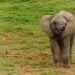 Young Elephant Samu Celebrates 5th Birthday at Budapest Zoo ahead of Move