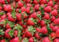 Sweeter, Riper, Local: Why It Is Worth Waiting for Strawberries