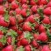 Sweeter, Riper, Local: Why It Is Worth Waiting for Strawberries