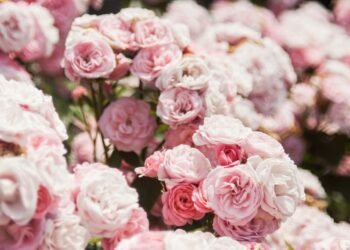 Monaco’s Rose Garden hosts global floral showcase in tribute to Princess Grace – NEWS.MC