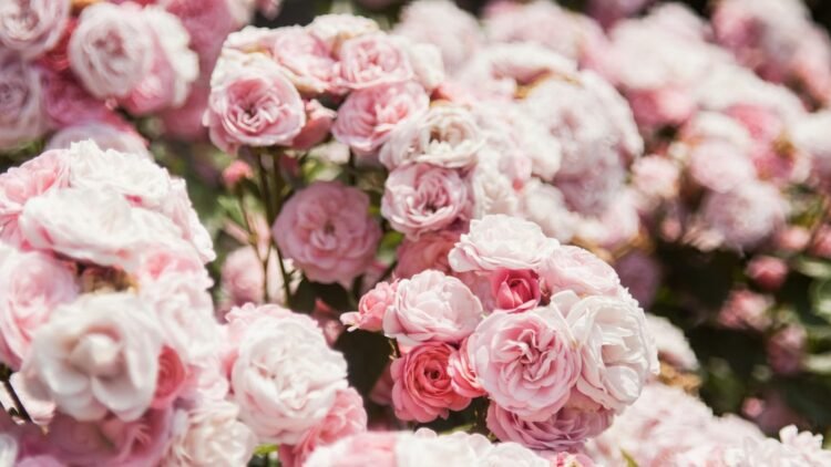Monaco’s Rose Garden hosts global floral showcase in tribute to Princess Grace – NEWS.MC