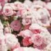 Monaco’s Rose Garden hosts global floral showcase in tribute to Princess Grace – NEWS.MC
