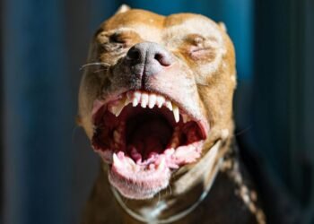 Bloody horror after waking up. The pit bull she rescued bit off a piece of her face during a seizure – World – News
