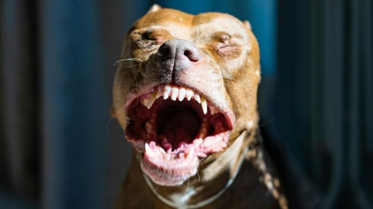 Bloody horror after waking up. The pit bull she rescued bit off a piece of her face during a seizure – World – News