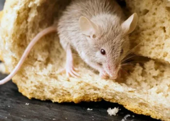 Australia is facing a rat crisis and its impact on agriculture