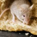 Australia is facing a rat crisis and its impact on agriculture