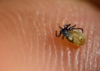 Trick for a tick-free yard: Plant these plants, they’ll run headfirst regardless