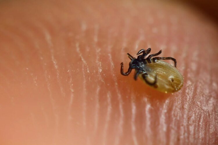 Trick for a tick-free yard: Plant these plants, they’ll run headfirst regardless