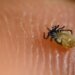 Trick for a tick-free yard: Plant these plants, they’ll run headfirst regardless