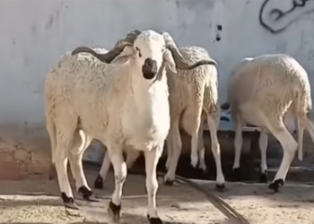 Rams worth 150 million…not for sacrifice or for sale – Al-Shorouk Online