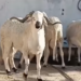 Rams worth 150 million…not for sacrifice or for sale – Al-Shorouk Online