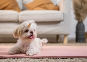 Puppy at home: 4 moves before reception