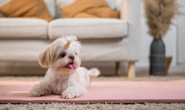 Puppy at home: 4 moves before reception
