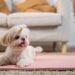 Puppy at home: 4 moves before reception
